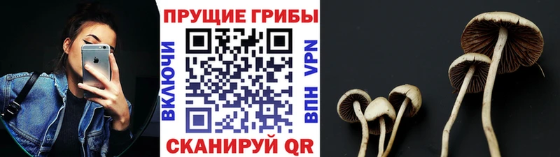 Псилоцибиновые грибы Cubensis  Новомосковск 